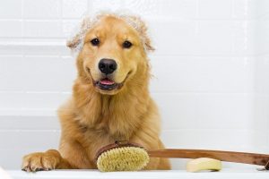 Did You Know That Epsom Salts Can Benefit Your Dog? Here's How | 3