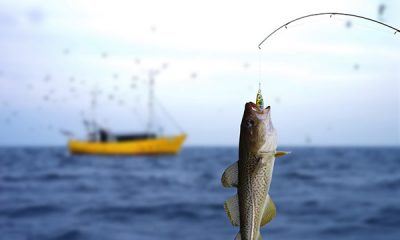 Fishing-Videos-Online