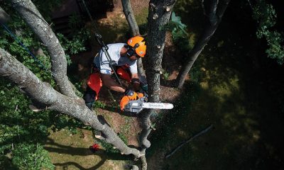 professional tree care