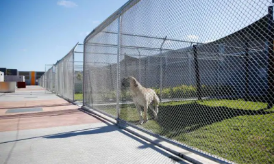 animal quarantine Melbourne