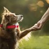 Are Anti Bark Collars Safe