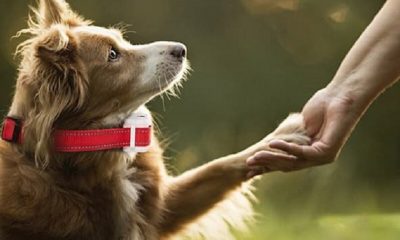 Are Anti Bark Collars Safe