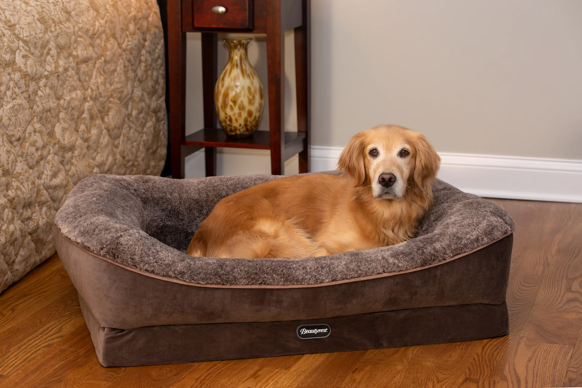 Increasing Your Pup’s Comfort: Get a Cosy Dog Bed | 3 Benefits Of