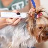 A groomer using a cordless trimmer to groom a small dog with a bow in its hair, focusing on the trimmer blade.