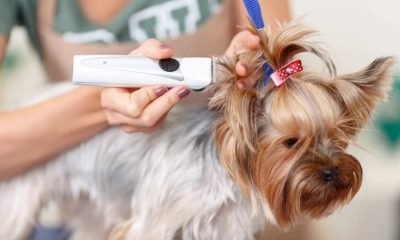 A groomer using a cordless trimmer to groom a small dog with a bow in its hair, focusing on the trimmer blade.