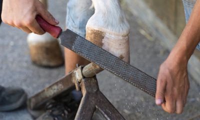 person using a rasp for a hoof on a horse