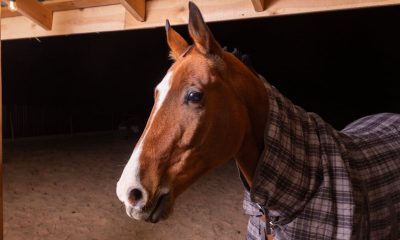 blanket for horse