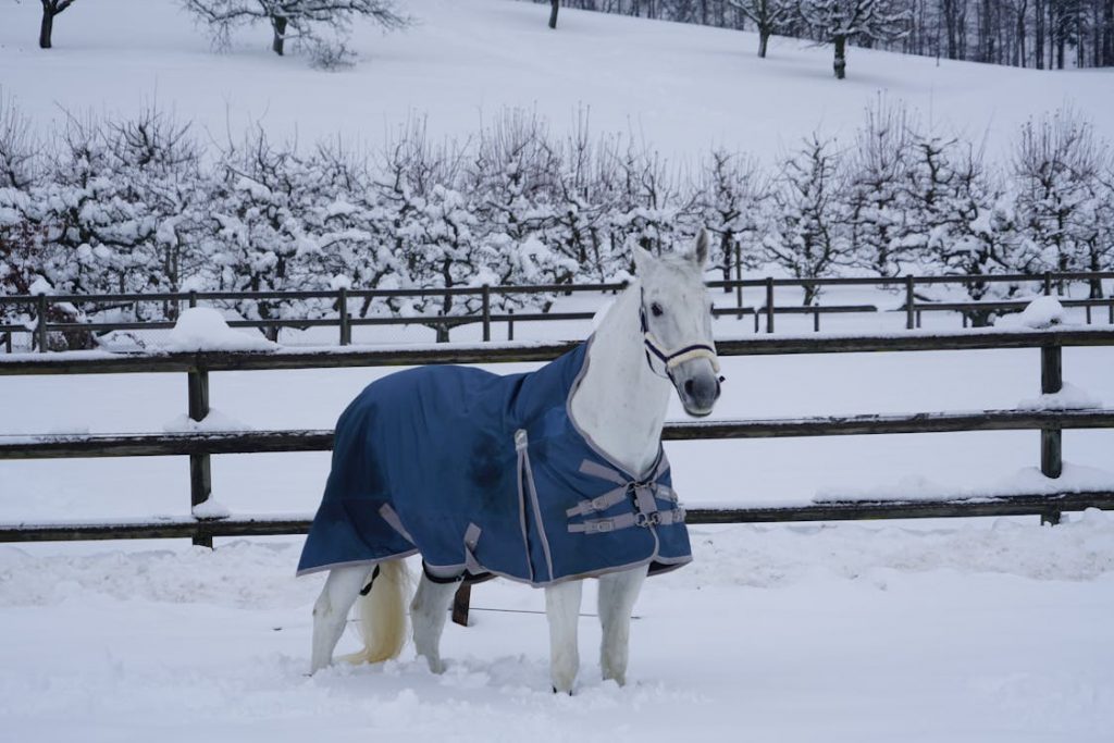 horse blanket