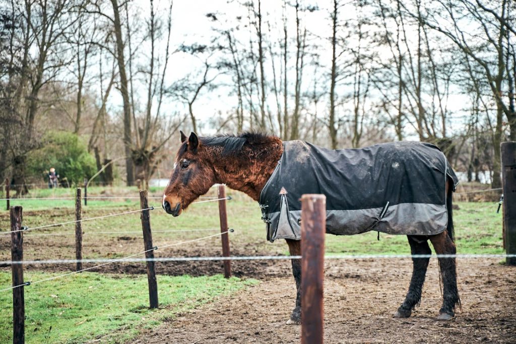 horse blanket sheet